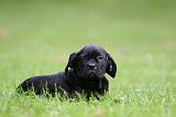 CANE CORSO 1239